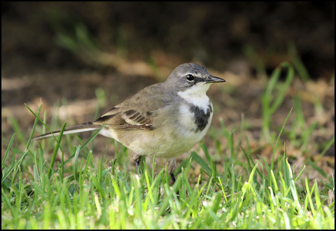 cape wagtail