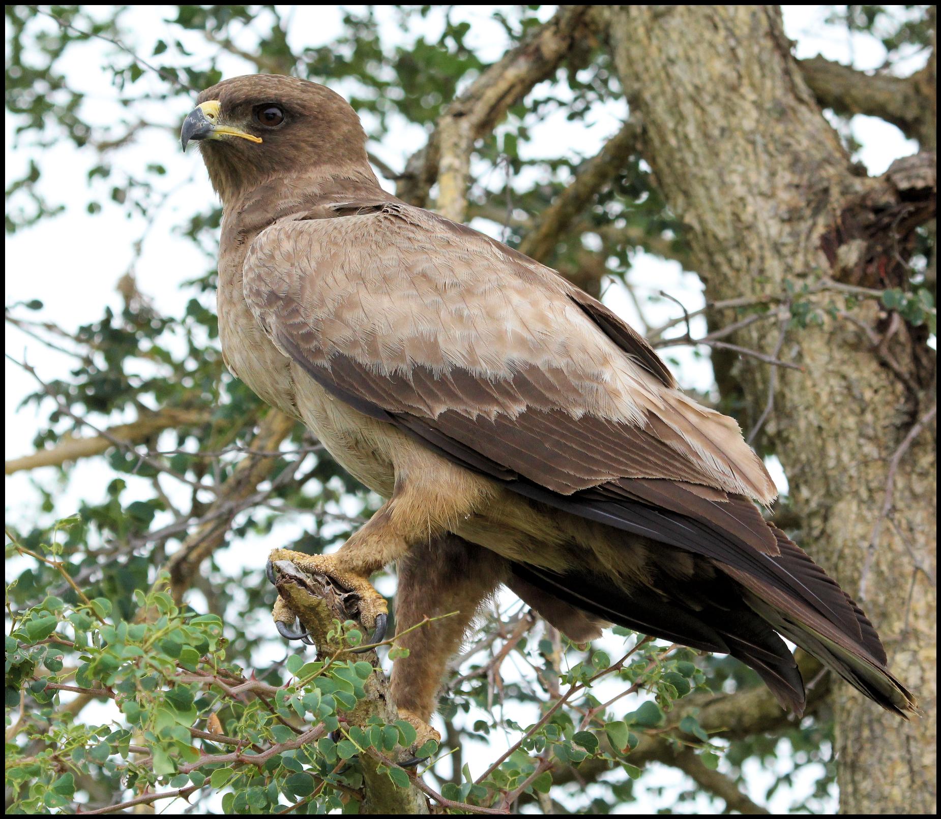 Wahlberg's Eagle