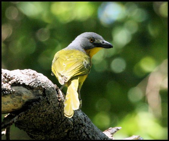 Grey-headed Bush-Shrike