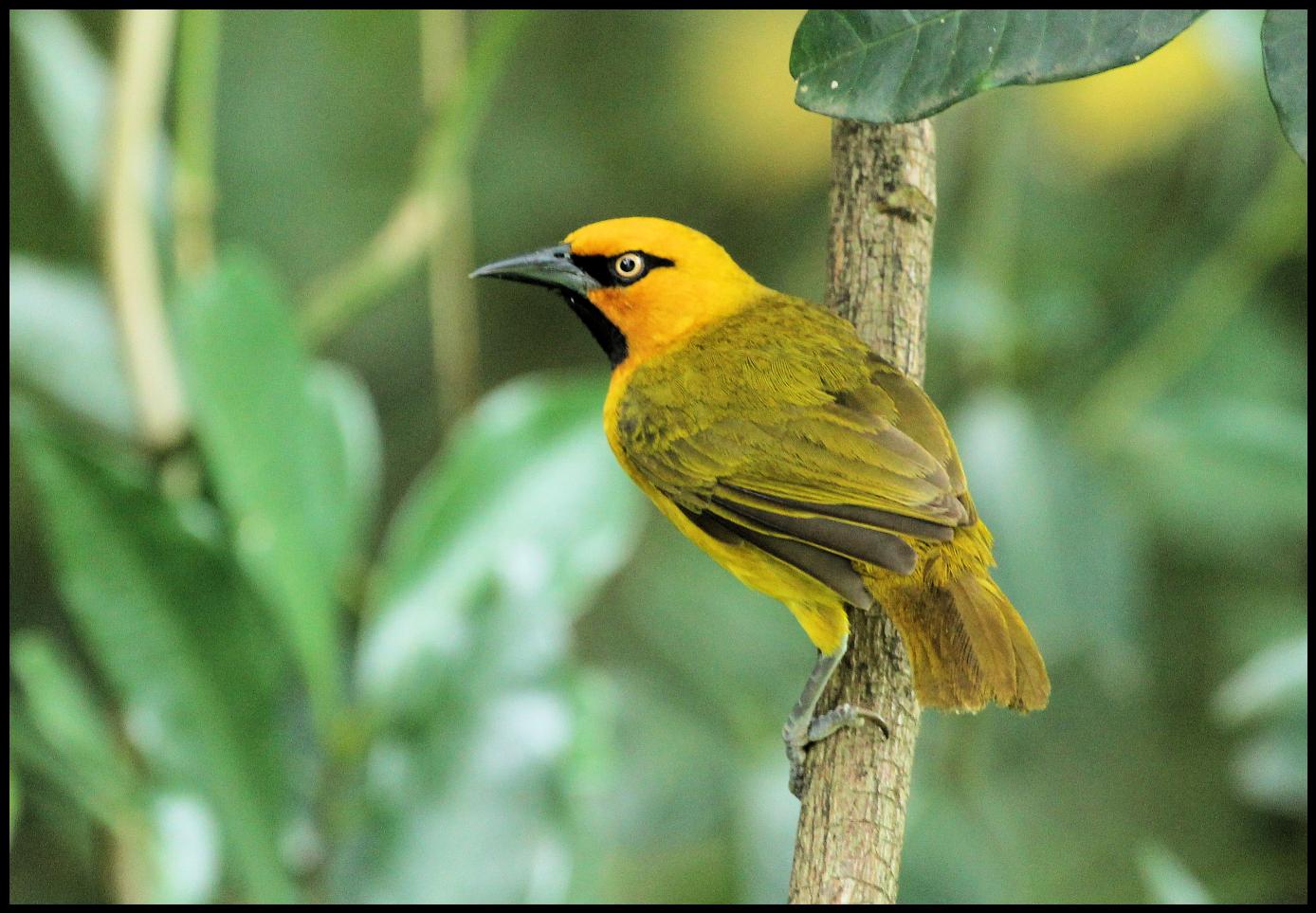 Spectacled weaver - Alchetron, The Free Social Encyclopedia